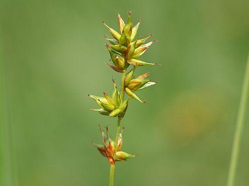 Carex spicata